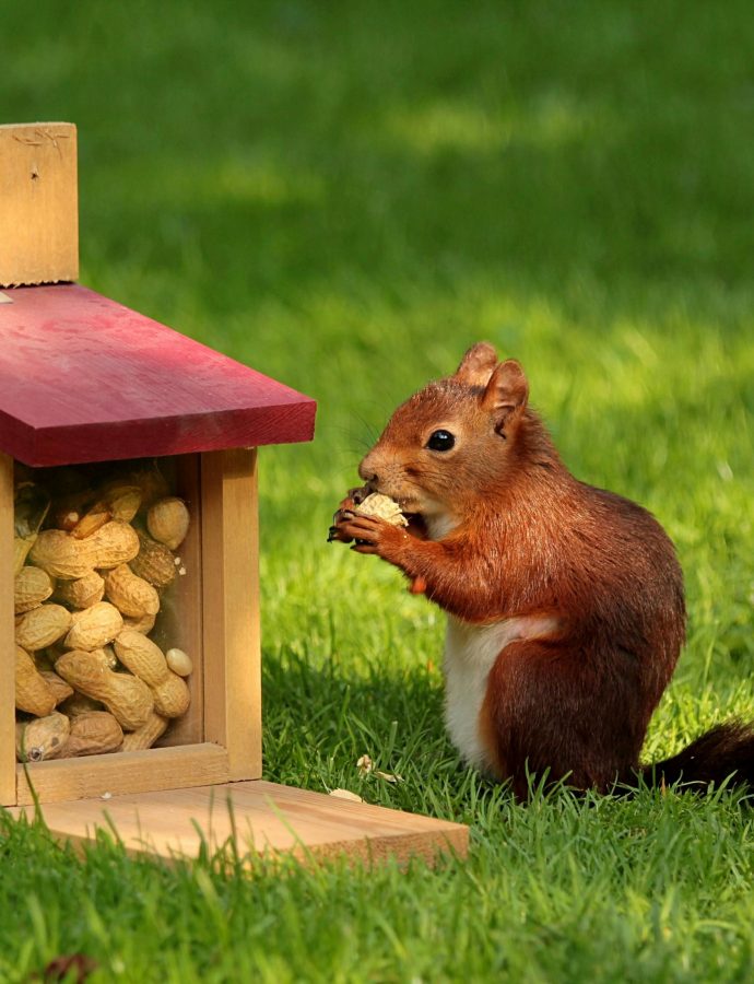 Swapping foods: Peanuts