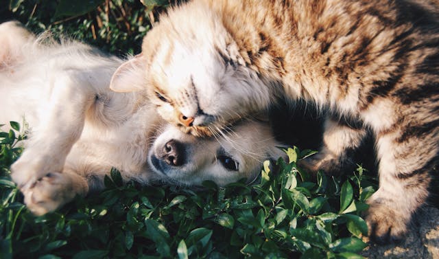 Allergies in Pets